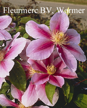 Клематис `Биз Джубиле`, Clematis `Bess Jubille` | СадПарад